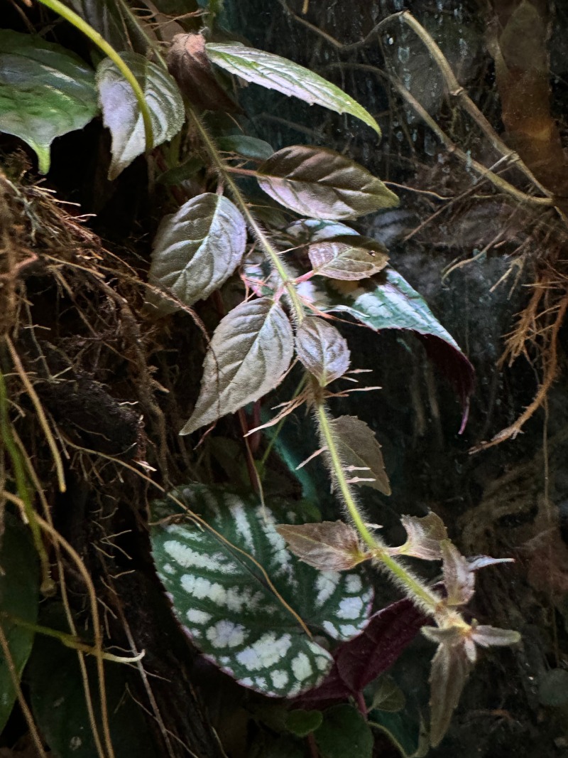 3 Paradrymonia campostyla