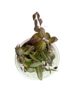 Paradrymonia campostyla