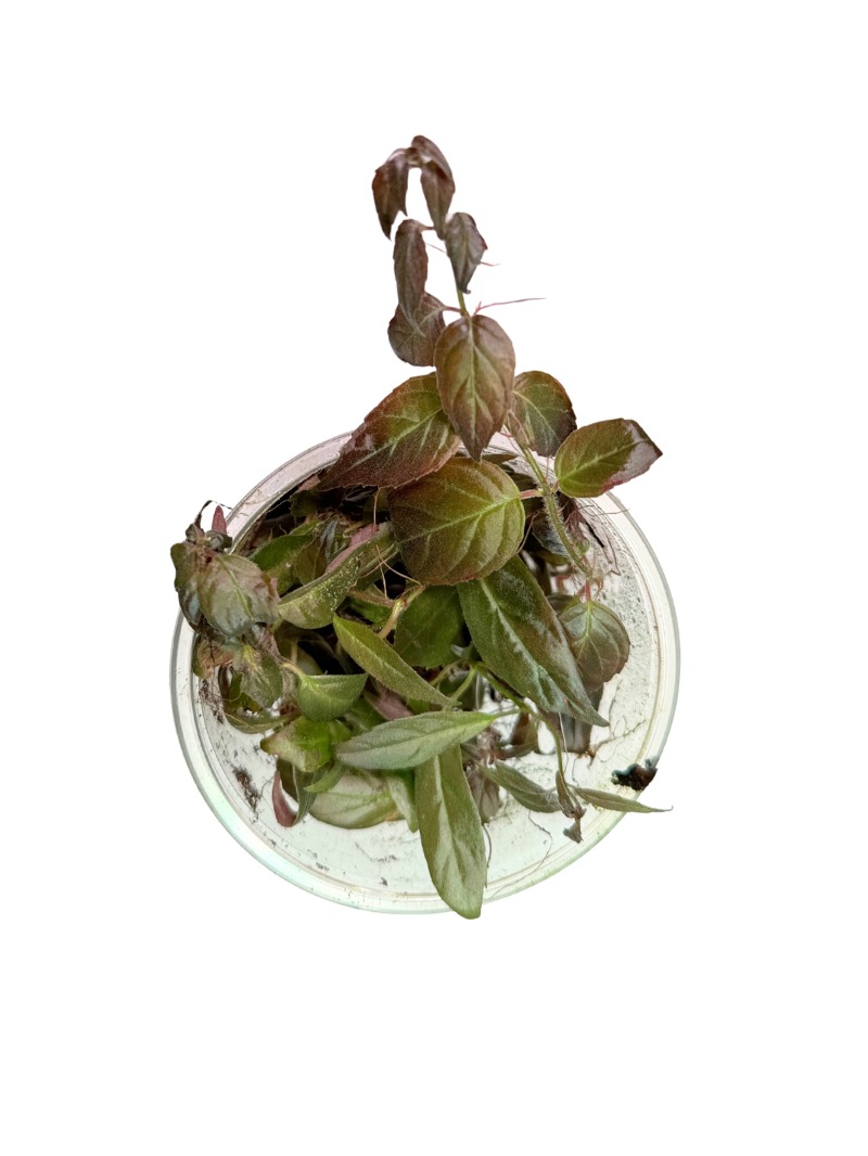 32 Paradrymonia campostyla