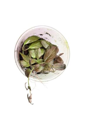 Paradrymonia campostyla