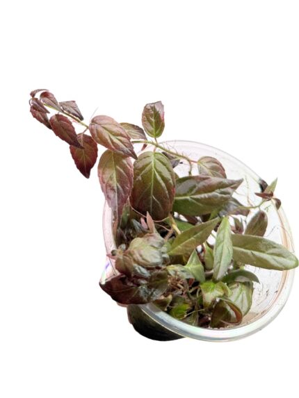 Pardrymonia campostyla