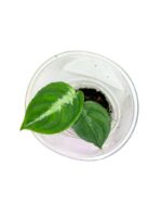 Aglaonema pictum 'Tricolor'