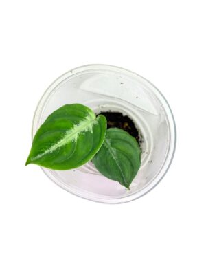 Aglaonema pictum 'Tricolor'