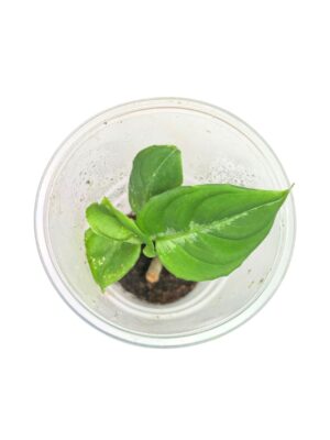 Aglaonema pictum 'Tricolor'