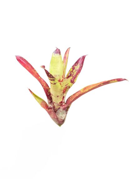 Neoregelia 'Gezpacho'