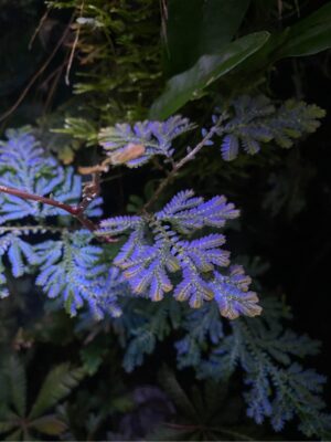Selaginella willdenowii