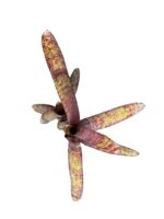 Neoregelia ampullacea purpurea