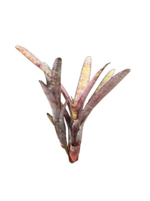 Neoregelia ampullacea purpurea