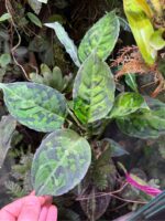 Aglaonema pictum 'Tricolor'