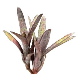 Neoregelia ampullacea purpurea