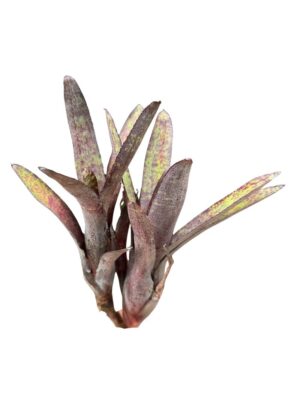 Neoregelia ampullacea purpurea