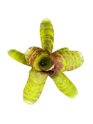 Neoregelia 'Screaming Tiger'