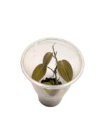 Philodendron hederaceum 'Micans'