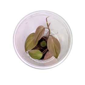 Philodendron hederaceum 'Micans'