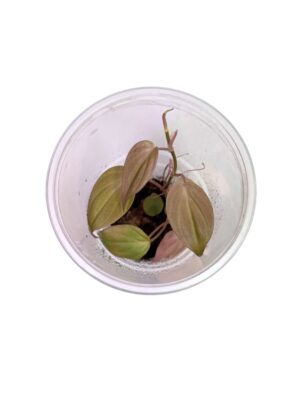 Philodendron hederaceum 'Micans'