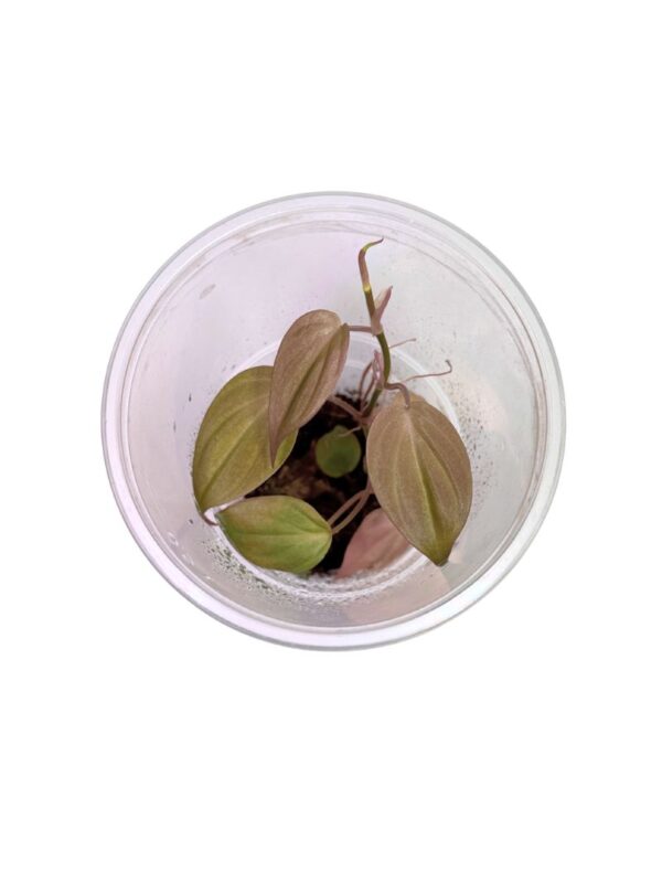 Philodendron hederaceum 'Micans'