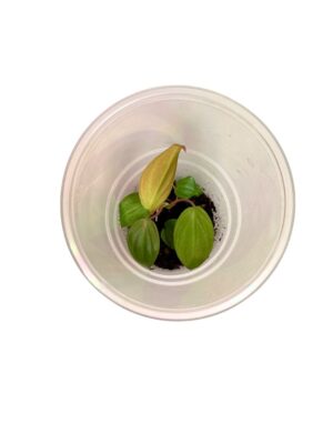 Philodendron hederaceum 'Micans'