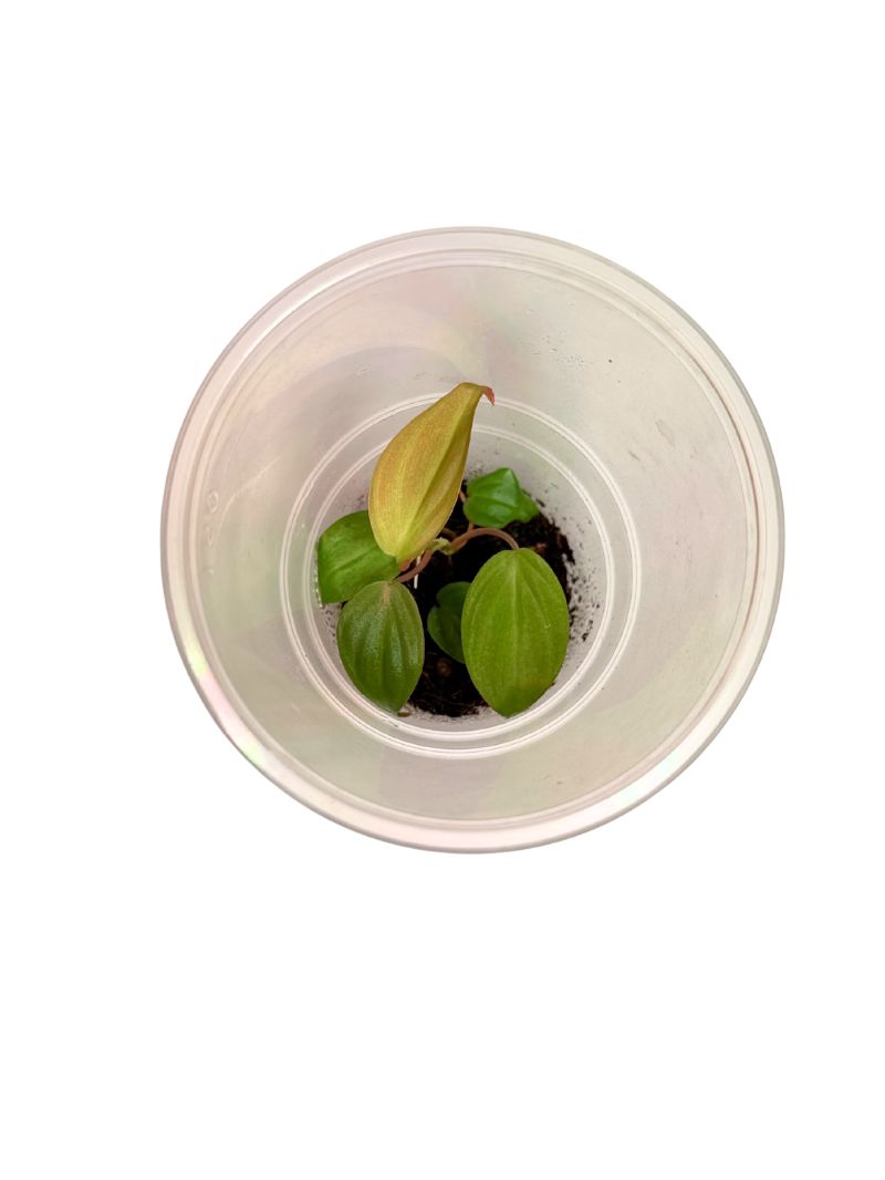 3 Philodendron hederaceum 'Micans'