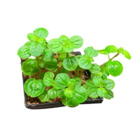 Pilea nummularifolia