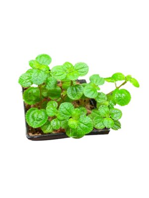 Pilea nummularifolia