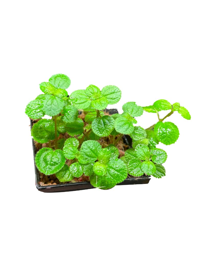 3 Pilea nummularifolia