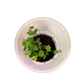 Ficus pumila 'Quercifolia'