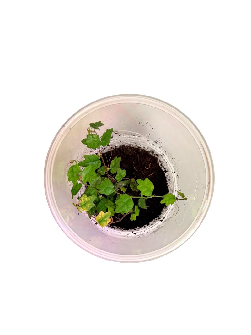 4 Ficus pumila 'Quercifolia'