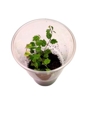 Ficus pumila 'Quercifolia'