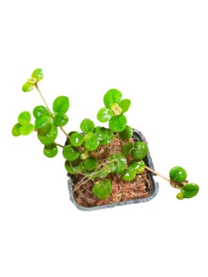 Pilea depressa