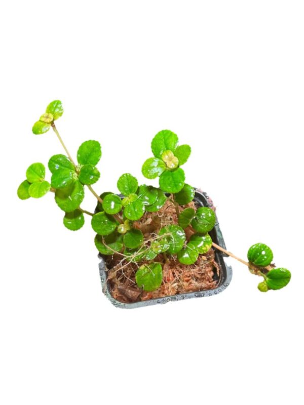 Pilea depressa