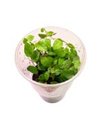 Ficus pumila - Obrázek 3