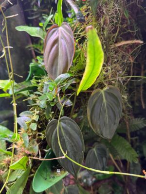 Philodendron hederaceum 'Micans'