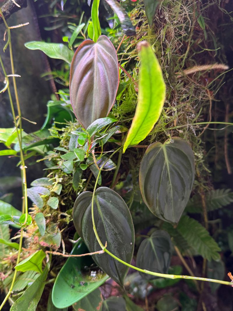 9 Philodendron hederaceum 'Micans'
