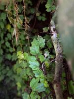Ficus pumila 'Quercifolia' - Obrázek 2