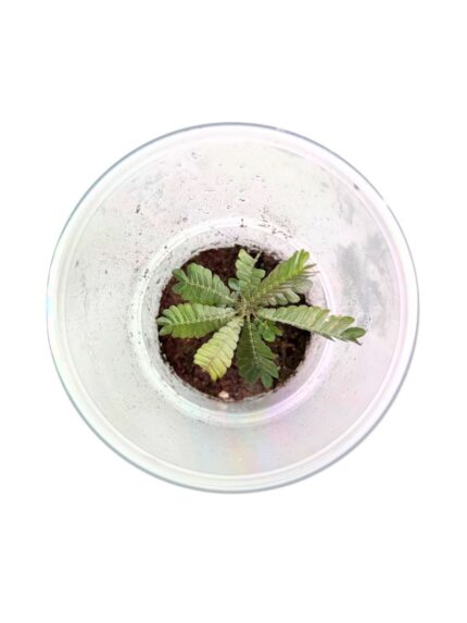 Biophytum sp. 'Ecuador'