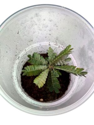 Biophytum sp. 'Ecuador'