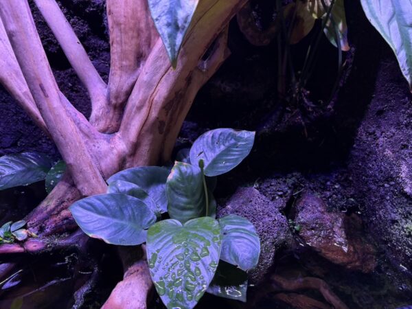 App-controlled LED lamp - night