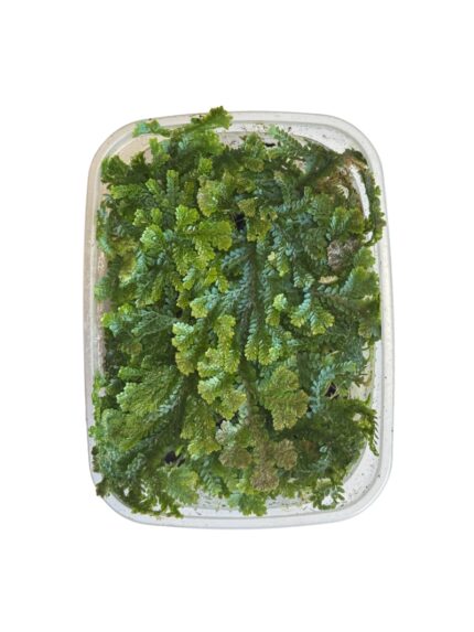 Selaginella uncinata