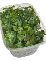 Selaginella uncinata