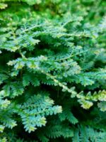 Selaginella uncinata