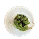 Pyrrosia nummularifolia