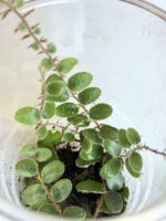 Pyrrosia nummularifolia