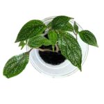 Sonerila sp. 'White Dots'