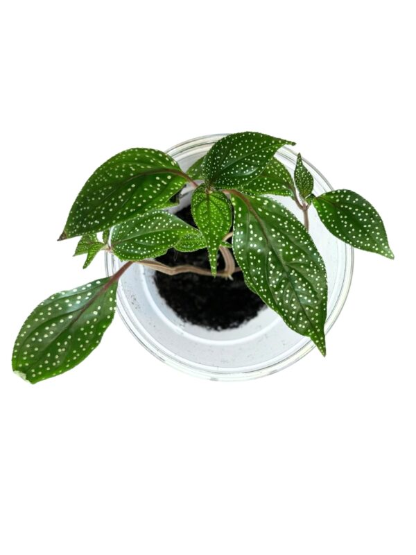 Sonerila sp. 'White Dots'