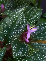 Sonerila sp. 'White Dots'