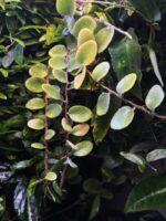 Pyrrosia nummularifolia