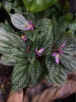 Sonerila sp. 'White Dots'