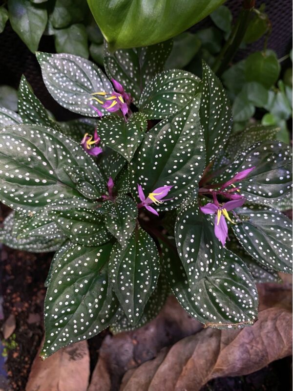 Sonerila sp. 'White Dots'